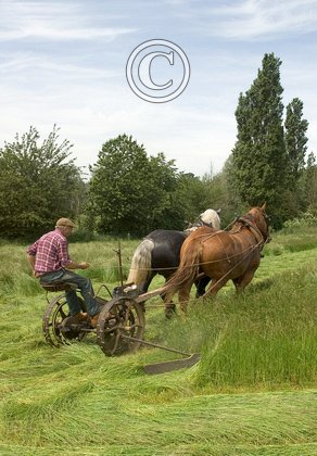 Grass Mowing DM1219